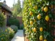 smart-garden-lemon-leaf-trellis-die-smarte-loesung-fuer-deine-zitronenpflanzen